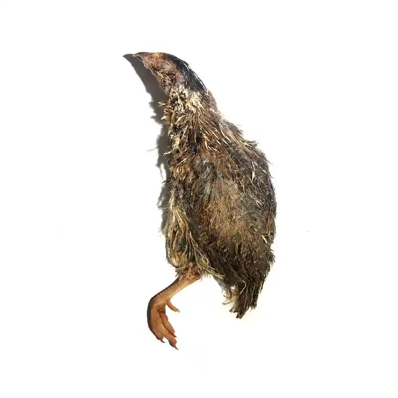 Quail Frozen 2/cs
