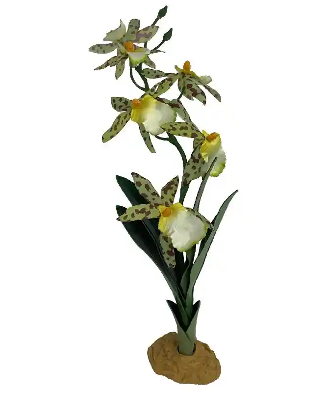 Komodo Spider Orchid W/gravel