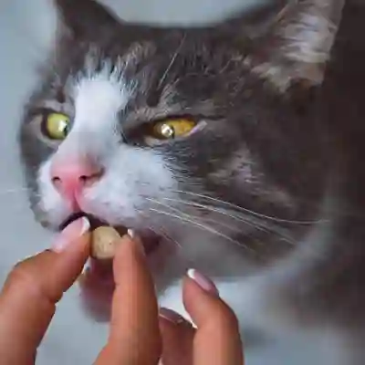 Image Alternative Text