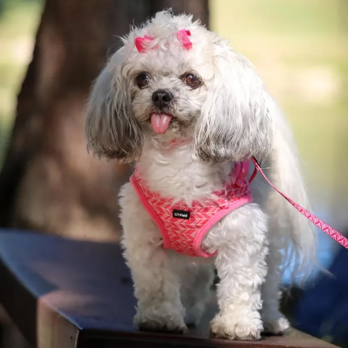Li'l Pals Pink Tribal Chevron Harness on small dog
