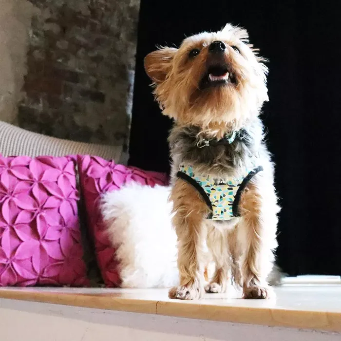 Li'l Pals stained glass canvas harness on standing small dog