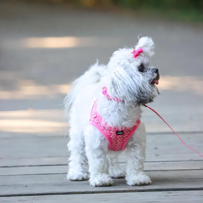 Li'l Pals pink tribal chevron harness, Small, outdoor side view
