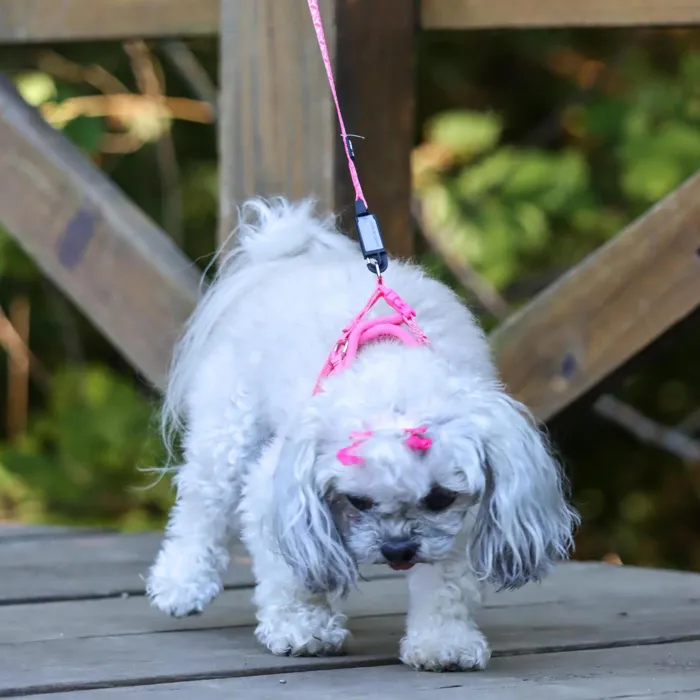 Li'l Pals pink tribal chevron harness, Small, back view on dog