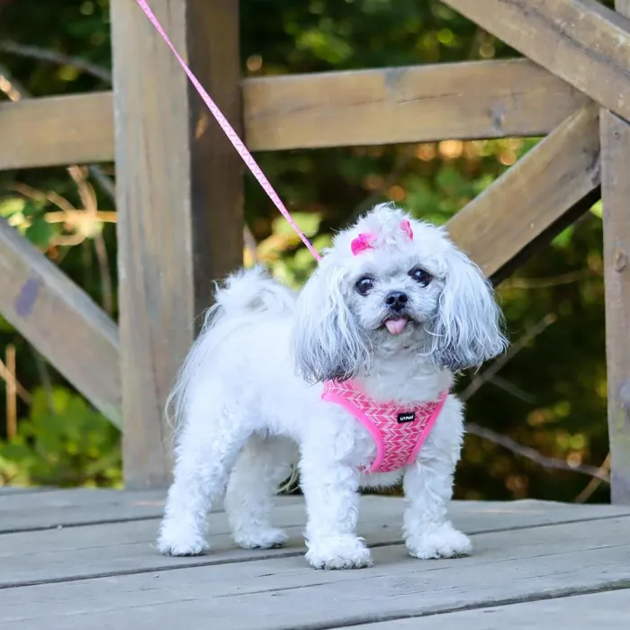 Li'l Pals Pink Tribal Chevron leash on a small dog, outdoor view
