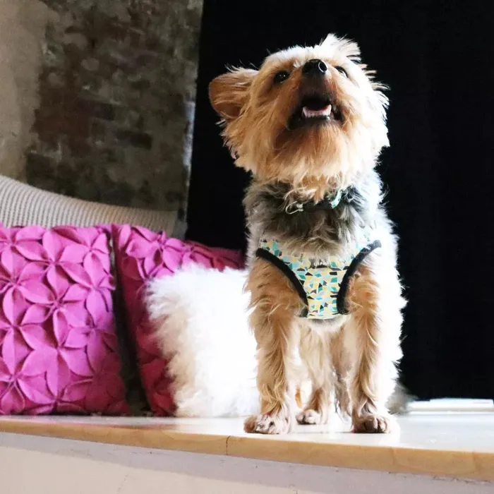 Li'l Pals stained glass harness, XS dog lifestyle view