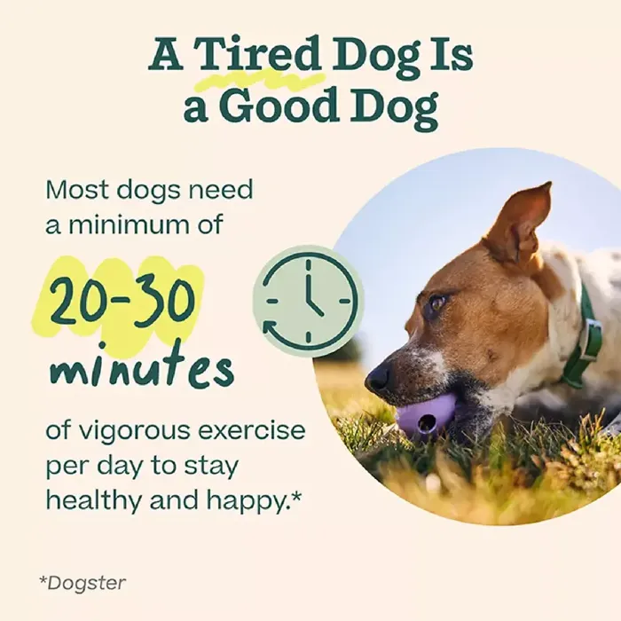 Woof Forager Walkabout Small