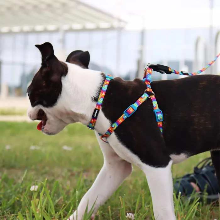 Coastal Li'l Pals Bright Tie Dye collar on dog, side view