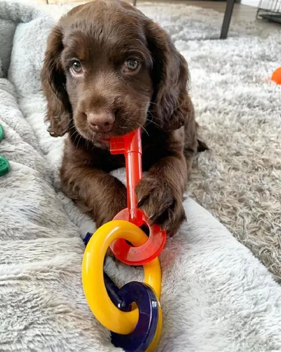 Nylabone Puppy Chew Teething Key Small