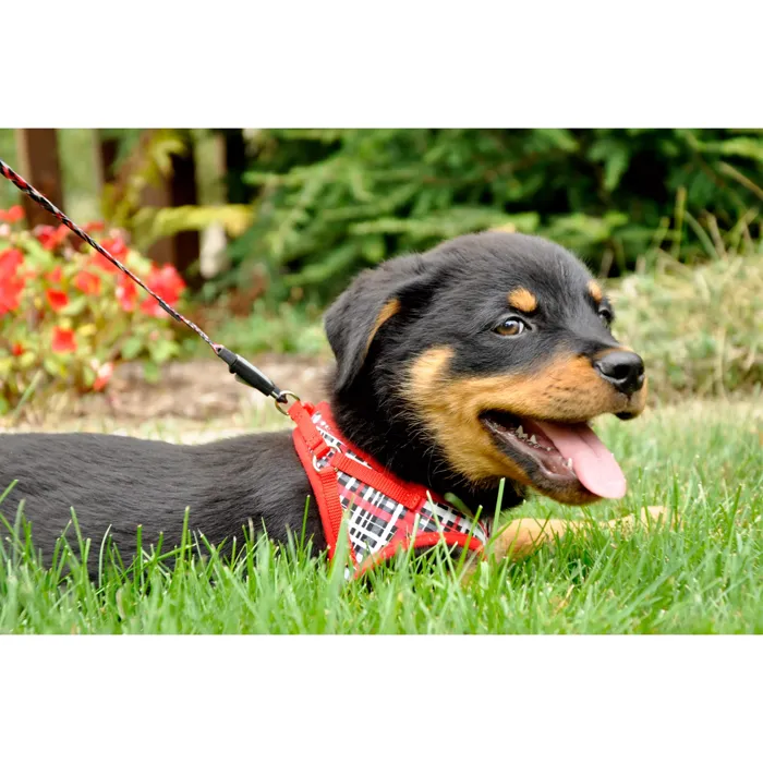 Li'l Pals Canvas Dog Harness Red Grey Plaid X-Small dog lifestyle