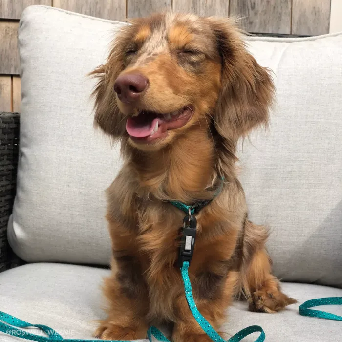 Li'l Pals Teal and Grey Diamonds leash on small dog