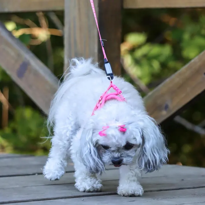 Li'l Pals Pink Tribal Chevron leash and snap on a small dog