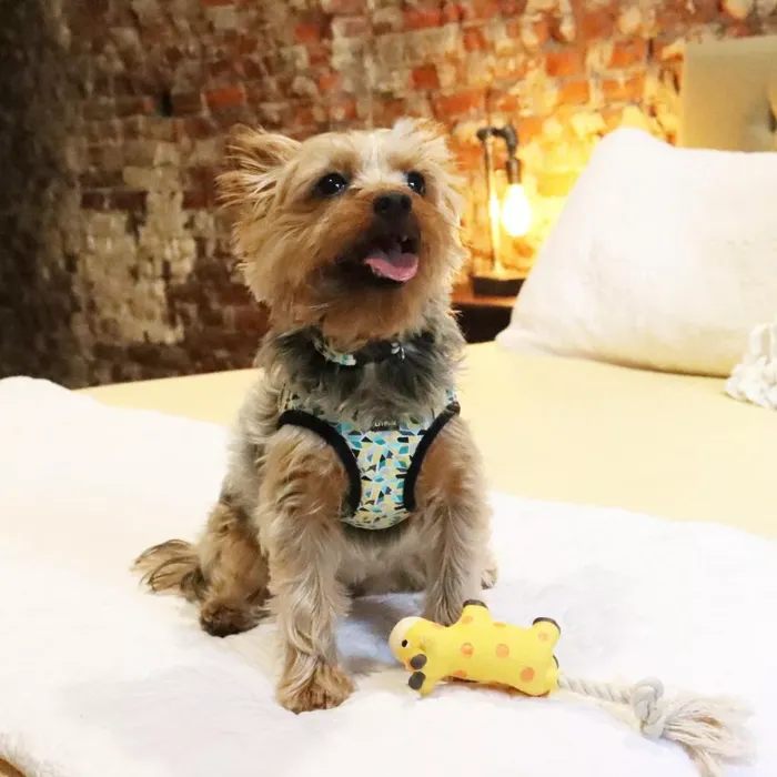 Li'l Pals teal yellow grey stained glass harness on small dog