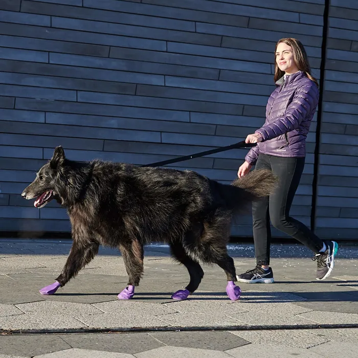 Pawz Dog Boots large purple dog walking