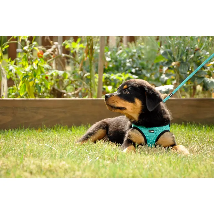 Li'l Pals Canvas Dog Harness teal grey diamonds on puppy