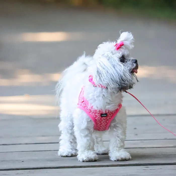 Li'l Pals Pink Tribal Chevron Harness on white dog