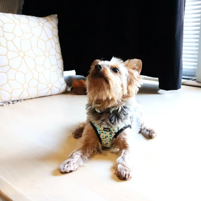 Li'l Pals stained glass canvas harness, XS dog resting